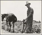 Son of sharecropper family at work in the cotton near Chesnee, South Carolina