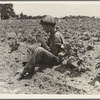 Sharecropper boy near Chesnee, South Carolina