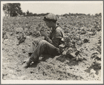Sharecropper boy near Chesnee, South Carolina