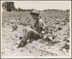 Sharecropper boy near Chesnee, South Carolina