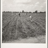 A crew of 200 hoers were brought to the Aldridge Plantation to hoe cotton for one dollar a day. Many of these are ex-tenant farmers [Near Leland, Miss.]