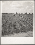 A crew of 200 hoers were brought to the Aldridge Plantation to hoe cotton for one dollar a day. Many of these are ex-tenant farmers [Near Leland, Miss.]