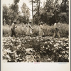 These cotton hoers work from 6 a.m. to 7 p.m. for one dollar near Clarksdale, Mississippi