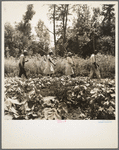 These cotton hoers work from 6 a.m. to 7 p.m. for one dollar near Clarksdale, Mississippi