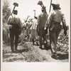 These cotton hoers work from 6 a.m. to 7 p.m. for one dollar near Clarksdale, Mississippi