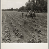 Cultivating cotton on the Delta cooperative farm. Hillhouse, Mississippi