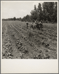 Cultivating cotton on the Delta cooperative farm. Hillhouse, Mississippi