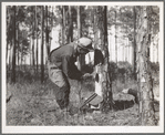 Turpentine worker. Georgia