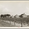 Cabins for sugarcane workers. Bayou La Fourche, Louisiana