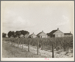 Cabins for sugarcane workers. Bayou La Fourche, Louisiana