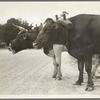 Ox team that hauls pulpwood. Bay Saint Louis, Mississippi