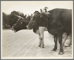 Ox team that hauls pulpwood. Bay Saint Louis, Mississippi