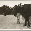 Ox team that hauls pulpwood. Bay Saint Louis, Mississippi