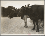 Ox team that hauls pulpwood. Bay Saint Louis, Mississippi