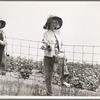 The landowner's daughter hoes cotton on a south Georgia farm