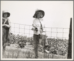 The landowner's daughter hoes cotton on a south Georgia farm