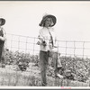 The landowner's daughter hoes cotton on a south Georgia farm