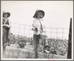 The landowner's daughter hoes cotton on a south Georgia farm