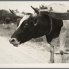 Ox team used to haul pulpwood. Mississippi