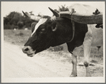 Ox team used to haul pulpwood. Mississippi