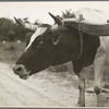 Ox team used to haul pulpwood. Mississippi