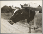 Ox team used to haul pulpwood. Mississippi