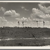 Cut-over long leaf yellow pine forest. Mississippi