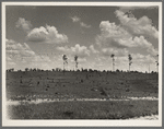 Cut-over long leaf yellow pine forest. Mississippi
