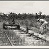 Pulling out the railroad tracks which lead to the closed sawmill. Careyville, Florida