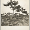 Tung oil grove near Mossy Head, Florida. This is a new development in the cultivation of naval stores for oil. The trees came from China, the nut, when pressed, yields an oil used in paint manufacture