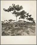 Tung oil grove near Mossy Head, Florida. This is a new development in the cultivation of naval stores for oil. The trees came from China, the nut, when pressed, yields an oil used in paint manufacture