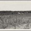 Aldridge Plantation near Leland, Mississippi [?]
