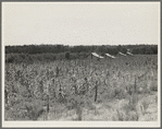 Aldridge Plantation near Leland, Mississippi [?]