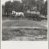 Hauling turpentine gum from the woods to the still near Homerville, Georgia