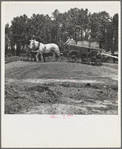 Hauling turpentine gum from the woods to the still near Homerville, Georgia