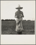 Farm boy with sack full of boll weevils which he has picked off of cotton plants. Macon County, Georgia