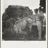 Loading cured tobacco for market. Georgia