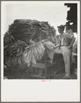 Loading cured tobacco for market. Georgia