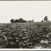 Cotton field and plantation house. Macon County, Georgia