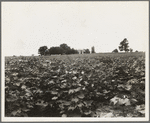 Cotton field and plantation house. Macon County, Georgia