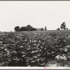 Cotton field and plantation house. Macon County, Georgia