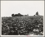 Cotton field and plantation house. Macon County, Georgia