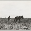 The cotton sharecropper's unit is one mule and the land he can cultivate with a one-horse plow. Greene County, Georgia