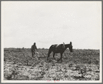 The cotton sharecropper's unit is one mule and the land he can cultivate with a one-horse plow. Greene County, Georgia