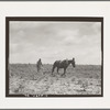 The cotton sharecropper's unit is one mule and the land he can cultivate with a one-horse plow. Greene County, Georgia