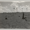 Land cut over by lumber company and not replanted. Greene County, Georgia