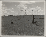 Land cut over by lumber company and not replanted. Greene County, Georgia