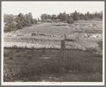 Erosion near Lawrenceville, Georgia. This field has been terraced, but not cultivated in the last fifteen years