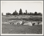 Erosion near Lawrenceville, Georgia. This field has been terraced, but not cultivated in the last fifteen years