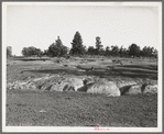 Erosion near Lawrenceville, Georgia. This field has been terraced, but not cultivated in the last fifteen years